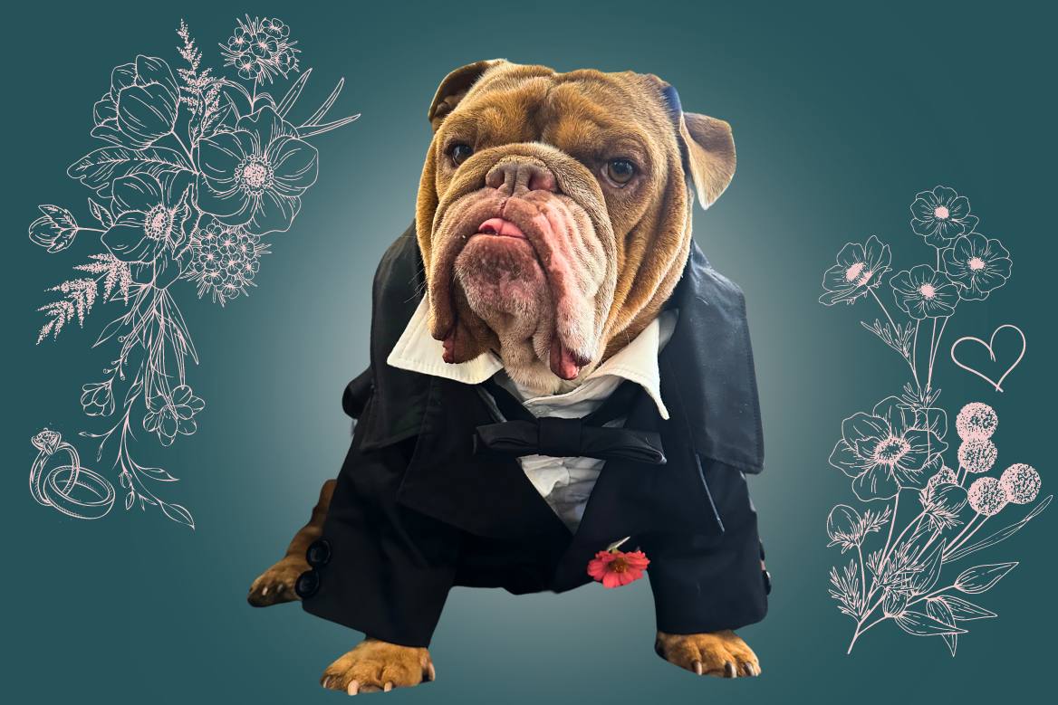 dog in tuxedo for wedding