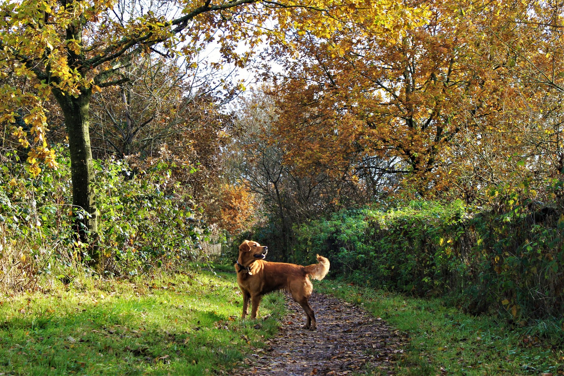 Dog Friendly Accommodations and Activities in Stockbridge